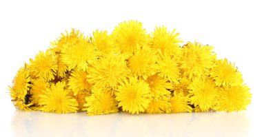 Many dandelion flowers isolated on white clipart