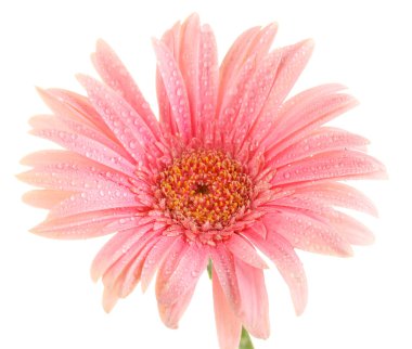 damla üzerinde beyaz izole güzel pembe gerbera