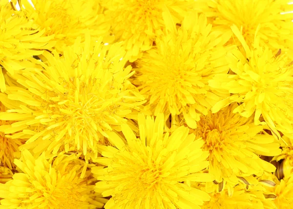 Karahindiba çiçek yakın çekim — Stok fotoğraf