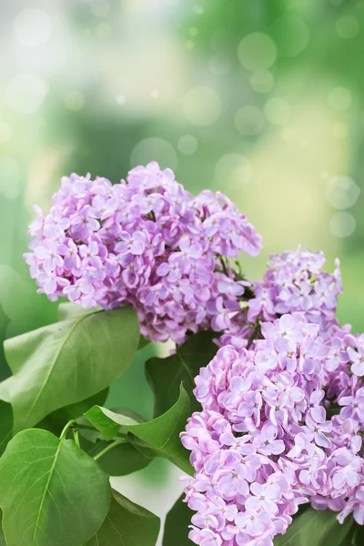 Belas flores lilás no fundo verde — Fotografia de Stock