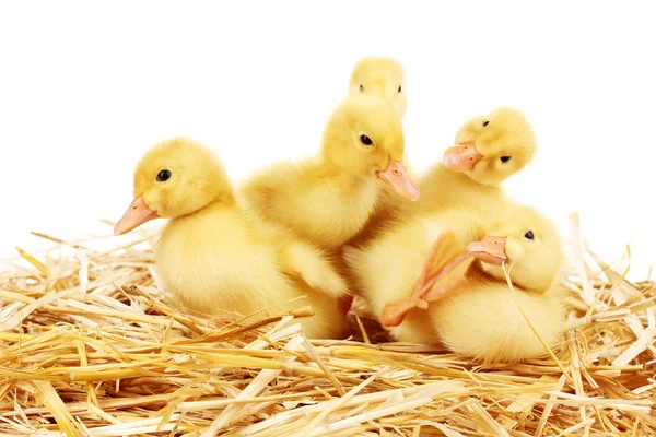 Beyaz izole saman üzerinde beş ördek yavrusu — Stok fotoğraf
