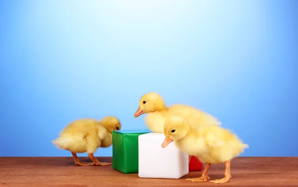 Duckling and cubes on wooden table on blue background — Stock Photo, Image