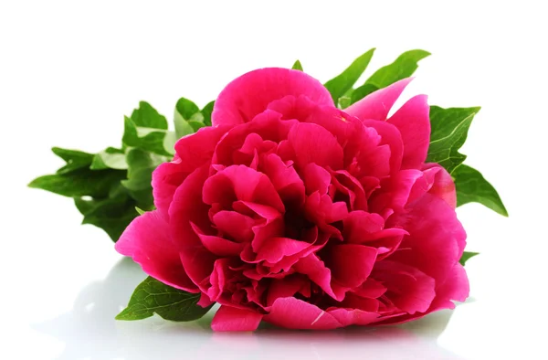 Piękny różowy piwonia odizolowany na biały — Zdjęcie stockowe