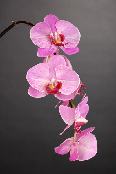 Vackra blommande orkidé på grå bakgrund — Stockfoto