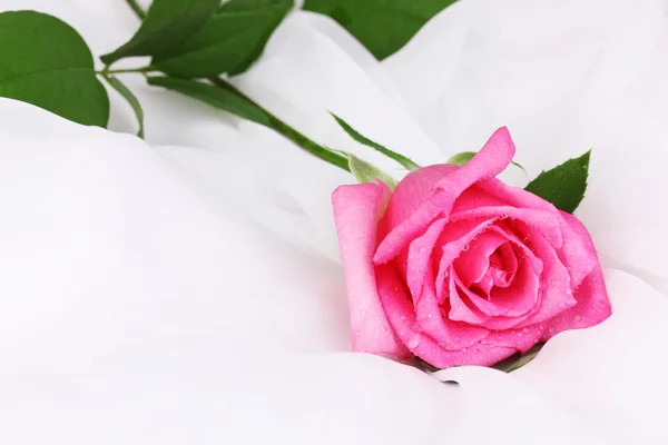 Bella rosa su panno bianco — Foto Stock