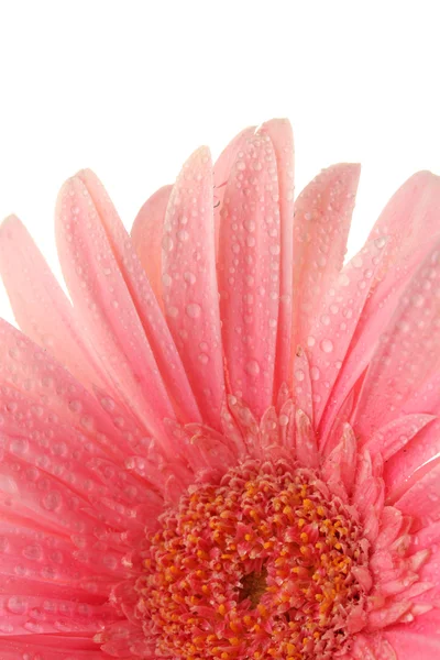Gyönyörű rózsaszín gerbera, elszigetelt fehér csepp — Stock Fotó