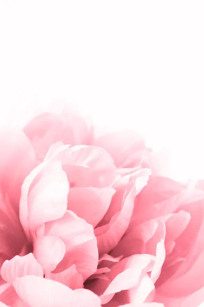Mooie roze pioen close-up geïsoleerd op wit — Stockfoto