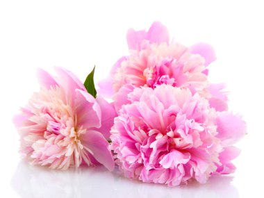 Pink peonies flowers isolated on white clipart