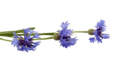 Cornflowers isolated on white clipart