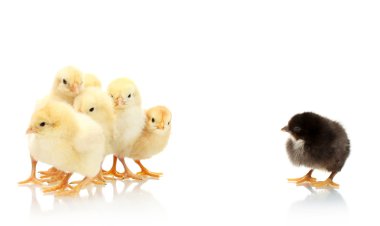 Yellow and black little chickens isolated on the white clipart