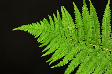 Fern on black background close-up clipart