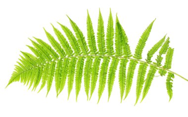 Fern on white background close-up clipart