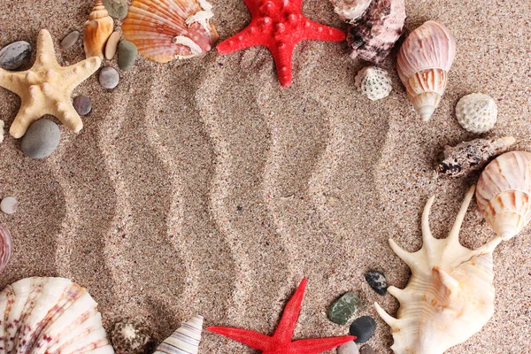 Pláž se spoustou mušle a starfishes — Stock fotografie