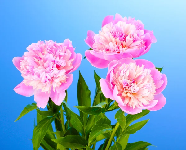 Trzy różowe piwonie na niebieskim tle — Zdjęcie stockowe