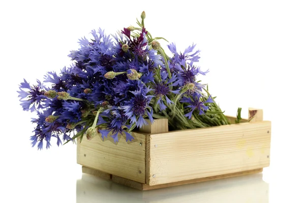 stock image Cornflowers in wooden box isolated on white