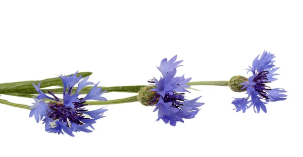 Cornflowers isolated on white — Stock Photo, Image
