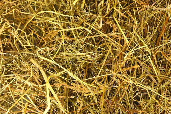 Golden hay texture background close-up — Stock Photo, Image