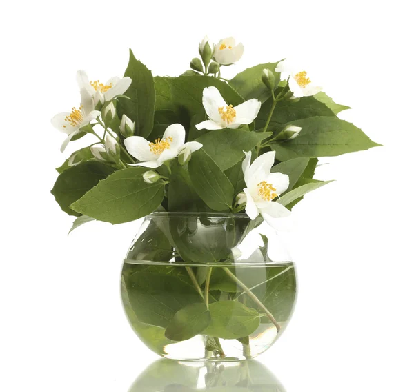 Hermosas flores de jazmín en jarrón aislado en blanco —  Fotos de Stock