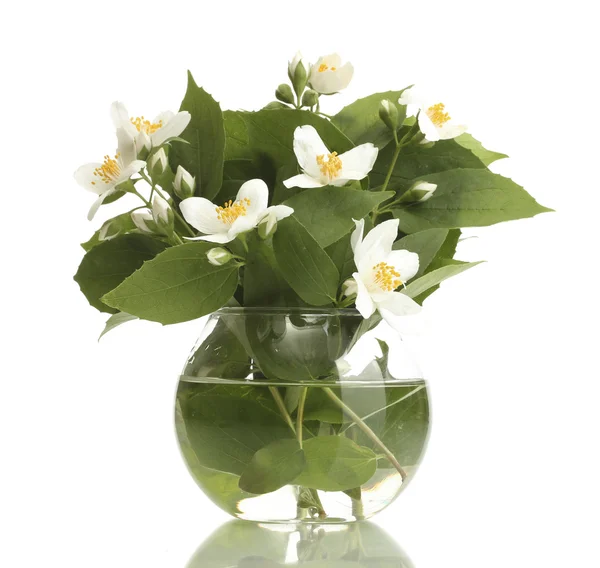 stock image Beautiful jasmine flowers in vase isolated on white