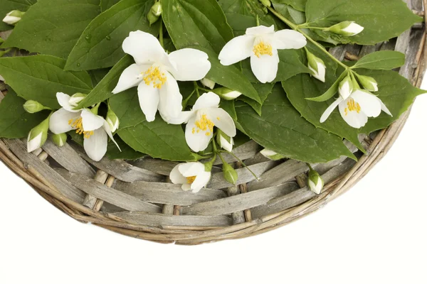 Vackra jasmine blommor med blad isolerad på vit — Stockfoto