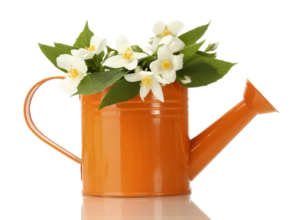 Beautiful jasmine flowers with leaves in watering can isolated on white — Stock Photo, Image