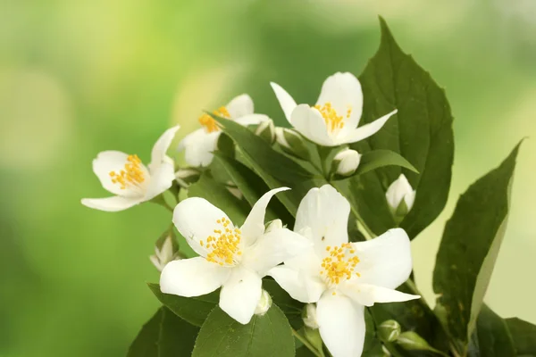 Beautiful jasmine flowers with leaves on green background — Stock Photo, Image