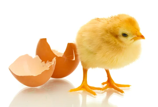 Красивая маленькая курица и яичная скорлупа изолированы на белом — стоковое фото