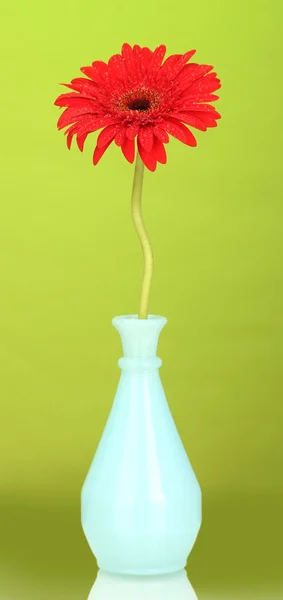 Bela gerbera vermelha em vaso no fundo verde close-up — Fotografia de Stock