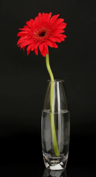 Vacker röd gerbera i vas isolerad på svart bakgrund närbild — Stockfoto