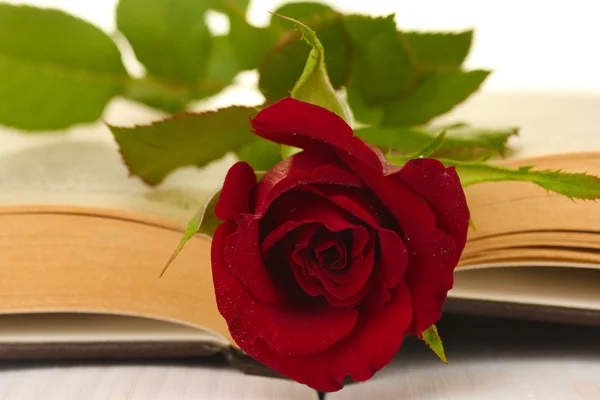 Una rosa roja brillante en el primer plano del libro abierto — Foto de Stock