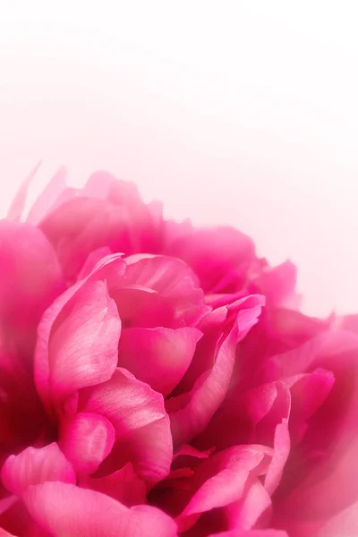 美しいピンクの牡丹クローズ アップ白で隔離されます。 — ストック写真