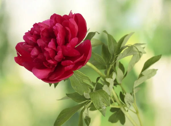 Piękne różowe piwonie na zielonym tle — Zdjęcie stockowe