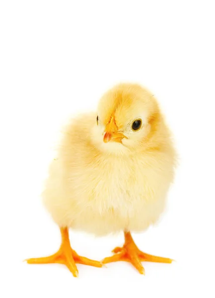 Όμορφη μικρή κοτόπουλο απομονωμένη στο λευκό — Φωτογραφία Αρχείου