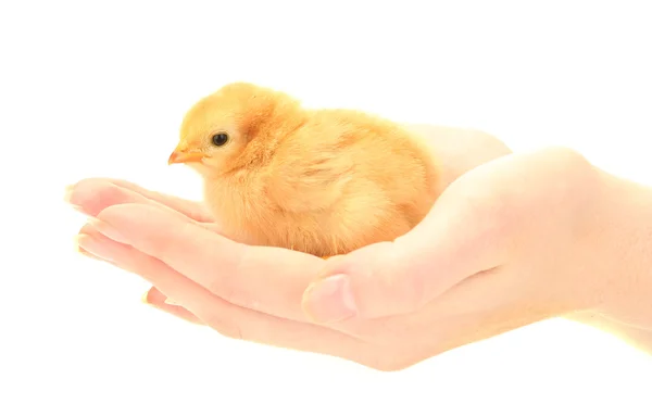 Όμορφη μικρή κοτόπουλο στα χέρια απομονωμένη στο λευκό — Φωτογραφία Αρχείου