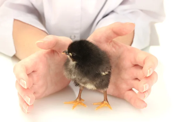 stock image Beautiful little chicken and hands isolated on the white