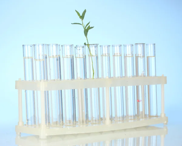 Test-tubes with a transparent solution and the plant on blue background close-up — Stock Photo, Image
