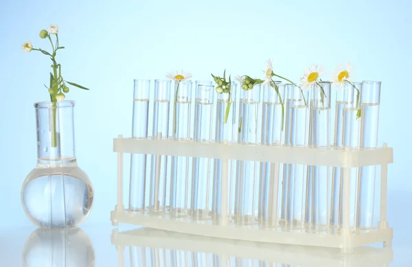 Tubes à essai avec une solution transparente et la plante sur fond bleu close-up — Photo