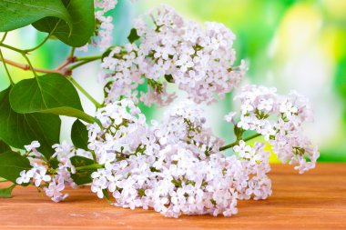 yeşil renkli yakın çekim üzerinde pembe leylak dalı