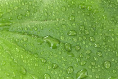 Plantain leaf with drops close up clipart