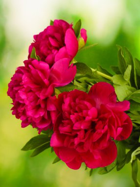 güzel pembe peonies yeşil zemin üzerine