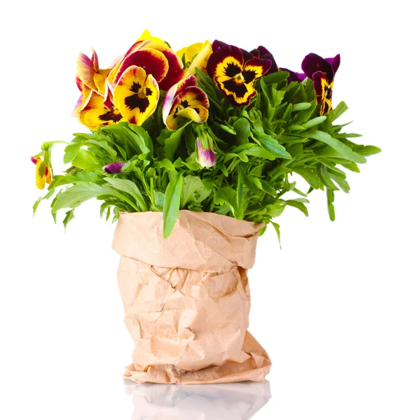 Beautiful violet pansies isolated on a white — Stock Photo, Image