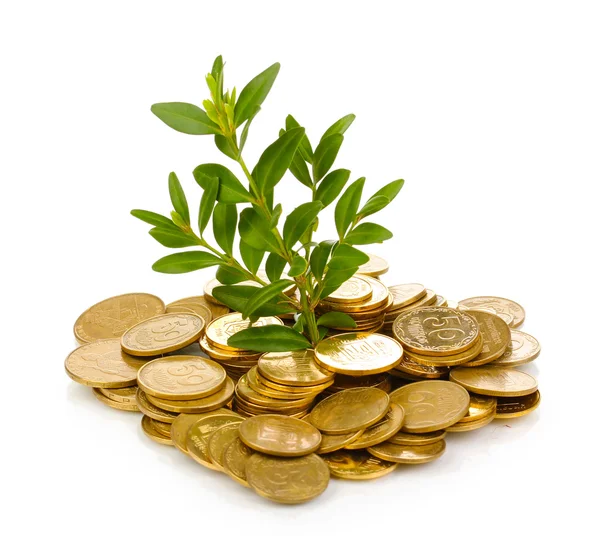 Gouden munten en planten geïsoleerd op wit — Stockfoto