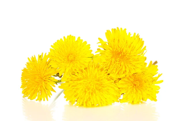 Karahindiba çiçekler üzerinde beyaz izole — Stok fotoğraf