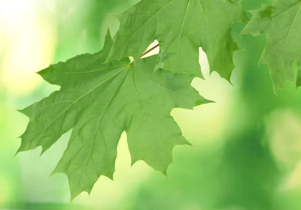 Folhas de bordo no fundo verde — Fotografia de Stock
