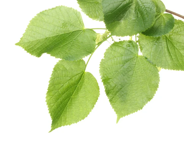 Folhas verdes de tília isoladas em branco — Fotografia de Stock