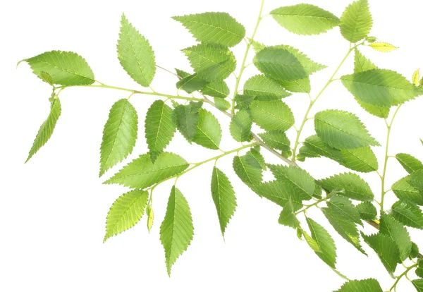 Vacker grön kvist isolerad på vit — Stockfoto