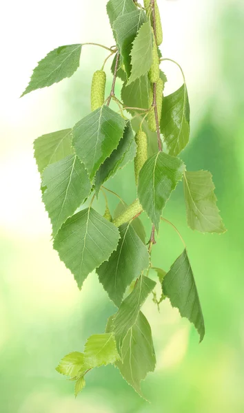 Green birch leaves on green background — Stock Photo, Image