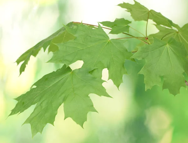 Листья клена на зеленом фоне — стоковое фото