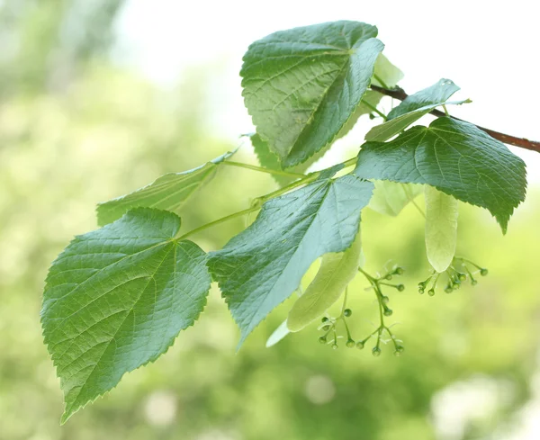 Lindengrüne Blätter auf grünem Hintergrund — Stockfoto