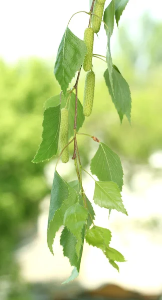 녹색 배경에 녹색 자작나무 잎 — 스톡 사진